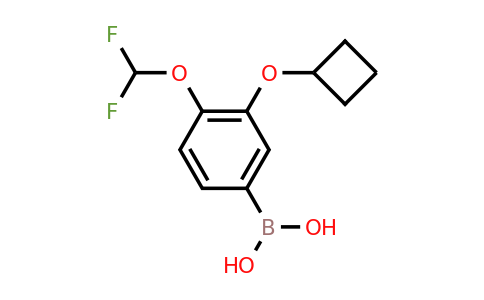 2304634-55-5 | 3-CYCLOBUTOXY-4-(DIFLUOROMETHOXY)PHENYLBORONIC ACID